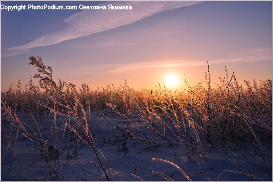 Field, Grass, Grassland, Plant, Dawn, Dusk, Sky