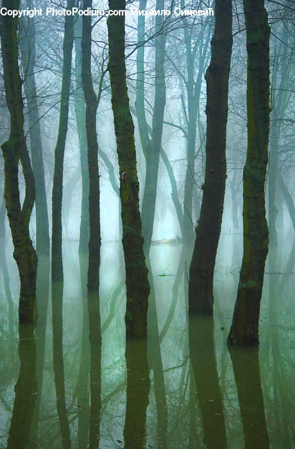 Forest, Vegetation, Birch, Tree, Wood, Flare, Light