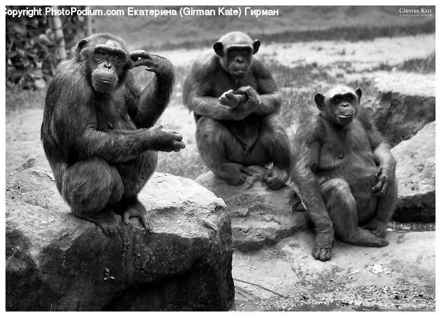 Animal, Ape, Mammal, Monkey, Baboon, Zoo