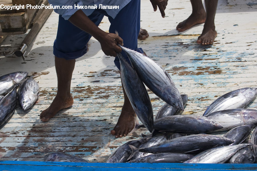 People, Person, Human, Fish, Sea Life, Tuna, Shorts