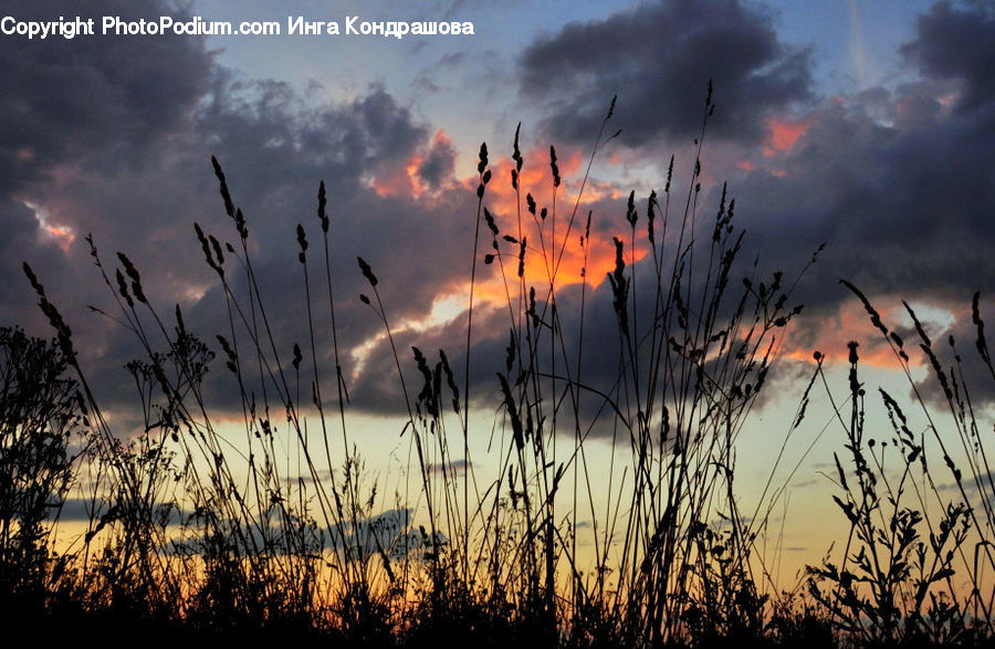 Dawn, Dusk, Red Sky, Sky, Sunrise, Sunset, Field