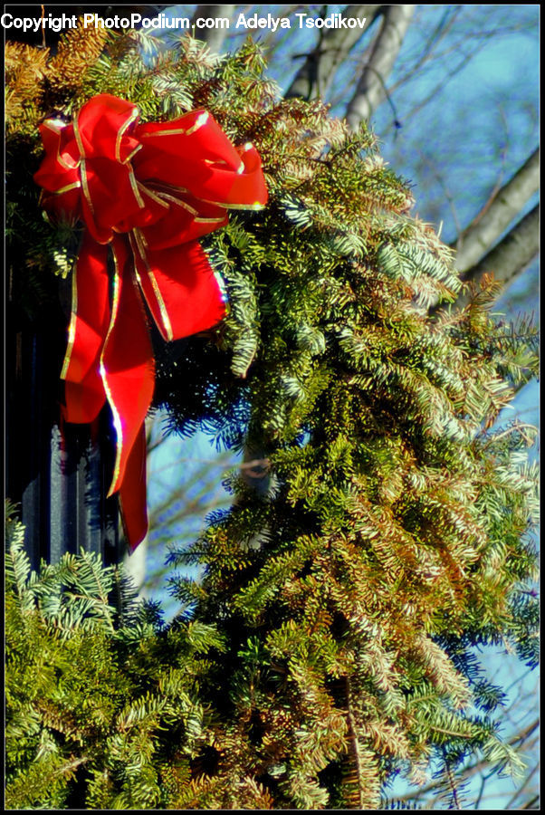 People, Person, Human, Fern, Plant, Conifer, Fir