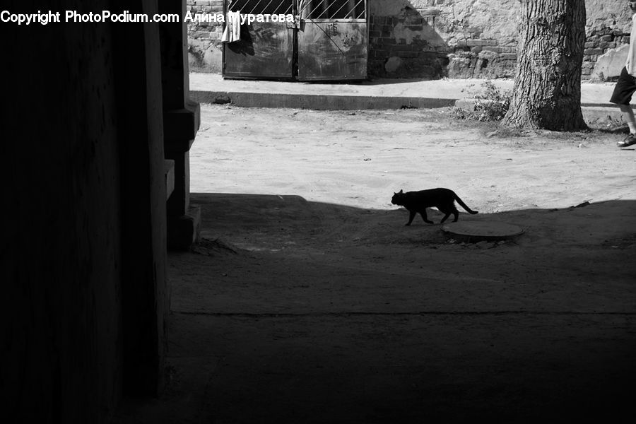 Angus, Animal, Bull, Mammal, Alley, Alleyway, Road