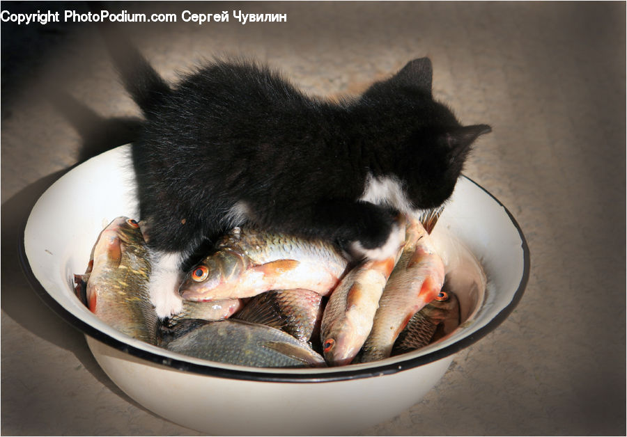 Food, Bowl