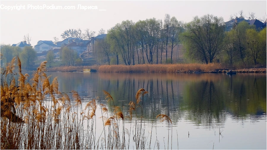 Field, Grass, Grassland, Plant, Outdoors, Pond, Water