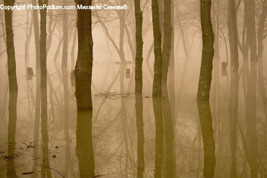 Curtain, Home Decor, Forest, Vegetation, Ancient Egypt, Silhouette, Paper