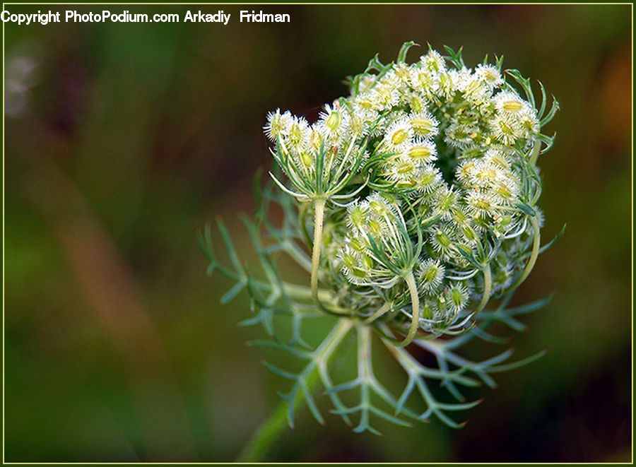 Dill, Plant, Conifer, Fir, Tree, Blossom, Flora