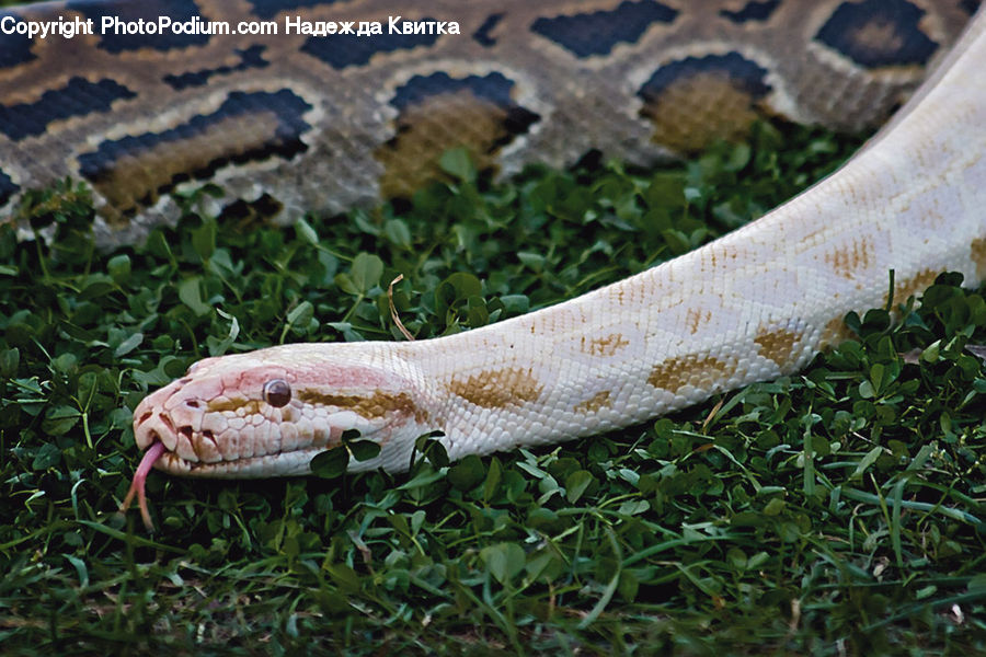 Reptile, Snake, Plant, Potted Plant, Anaconda, Rock Python, Herbal