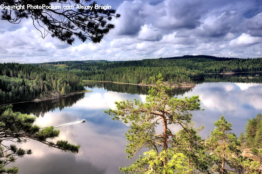 Forest, Jungle, Rainforest, Vegetation, Water, Land, Marsh
