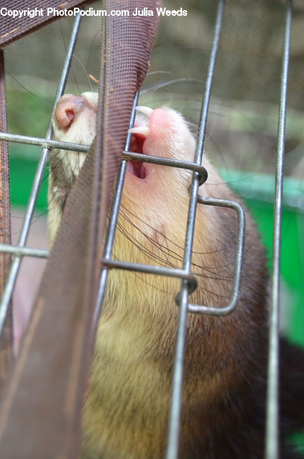 Animal, Ferret, Mammal