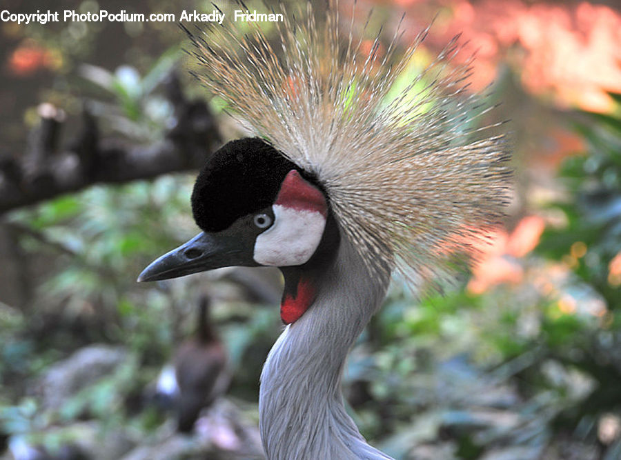 Bird, Crane Bird, Heron, Plant, Potted Plant, Beak, Automobile