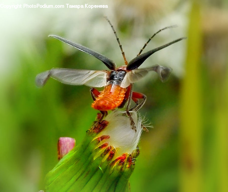 Butterfly, Insect, Invertebrate, Arachnid, Garden Spider, Spider, Flora