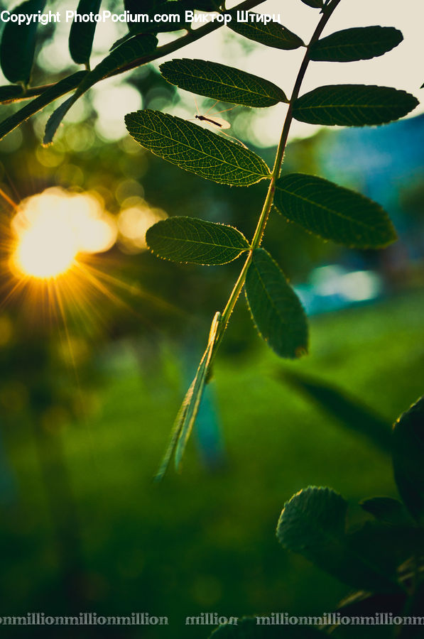 Leaf, Plant, Blossom, Flora, Flower, Weed, Flare