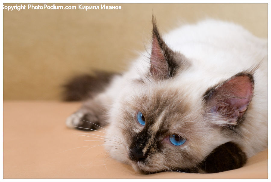 Animal, Cat, Pet, Siamese, Kitten, Mammal