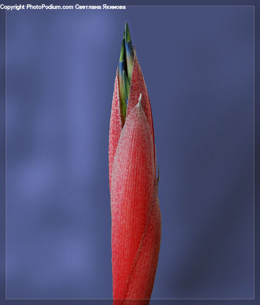 Bud, Plant, Blossom, Flora, Flower