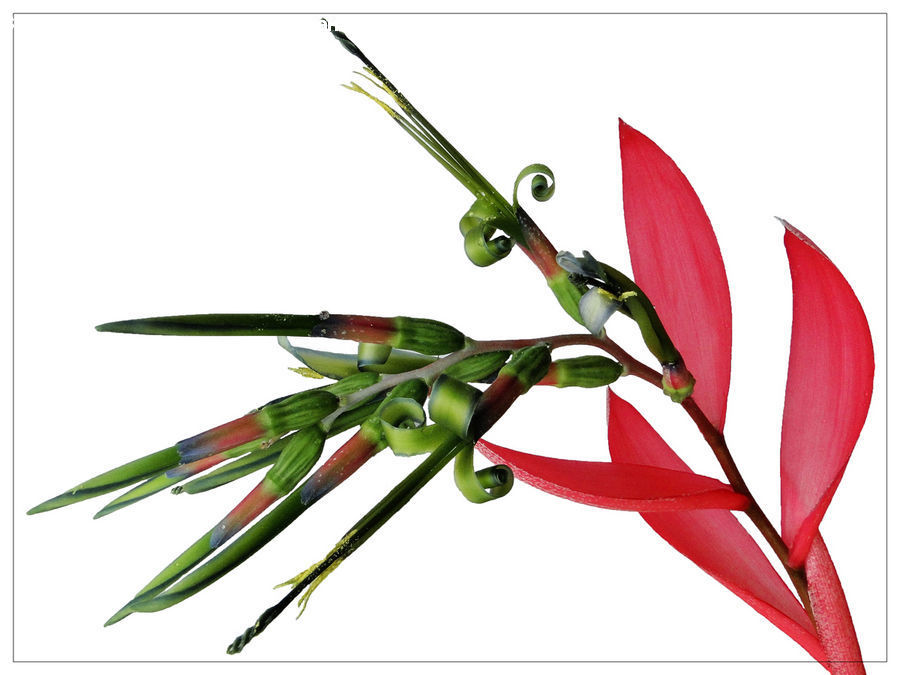 Flower Arrangement, Ikebana, Plant, Potted Plant, Vase, Blossom, Flora