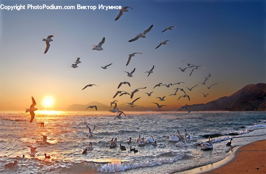 Beach, Coast, Outdoors, Sea, Water, Bird, Duck