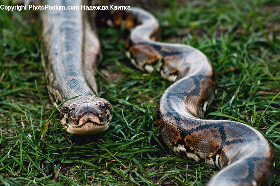 Plant, Potted Plant, Reptile, Snake, Anaconda, Rattlesnake, Animal