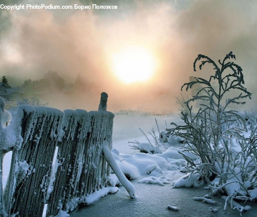 Frost, Ice, Outdoors, Snow, Plant, Tree, Blossom