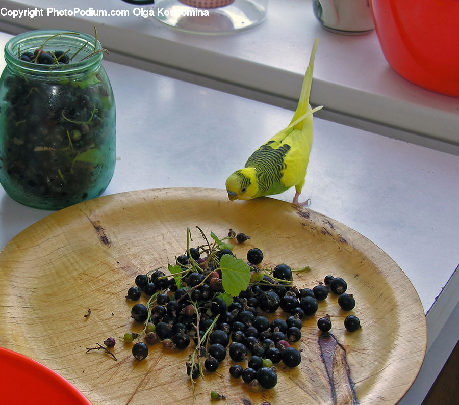 Fruit, Grapes, Jar, Bird, Parakeet, Parrot, Blueberry