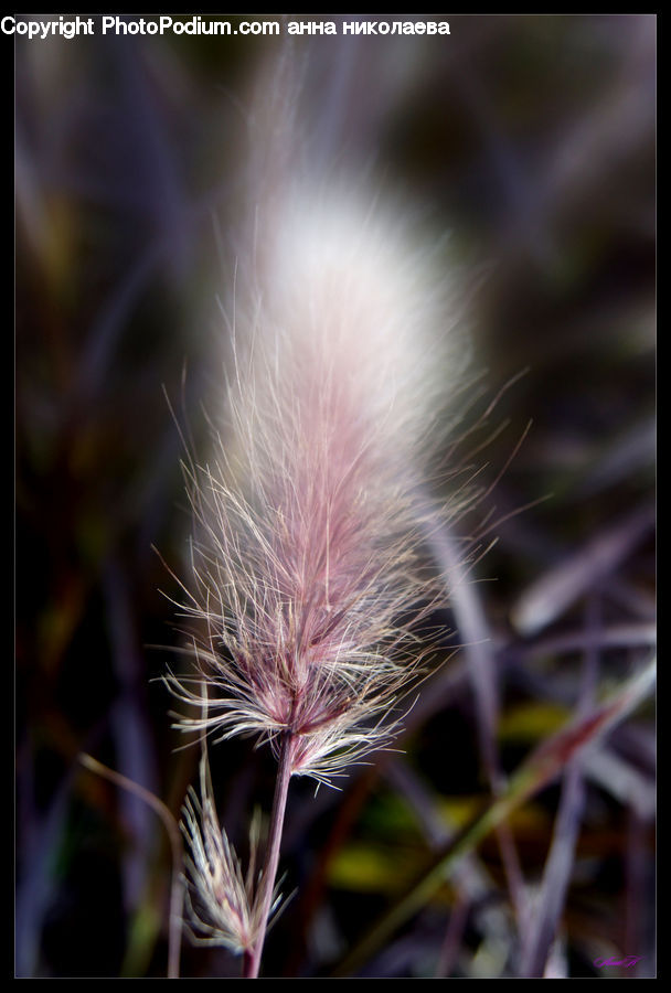 Grain, Seed, Blossom, Flora, Flower, Plant, Dandelion