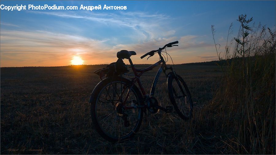 Bicycle, Bike, Vehicle, Plant, Potted Plant, Grass, Reed