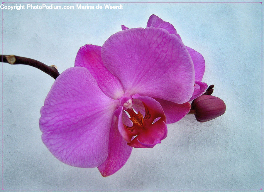 Blossom, Flora, Flower, Orchid, Plant, Geranium, Gladiolus