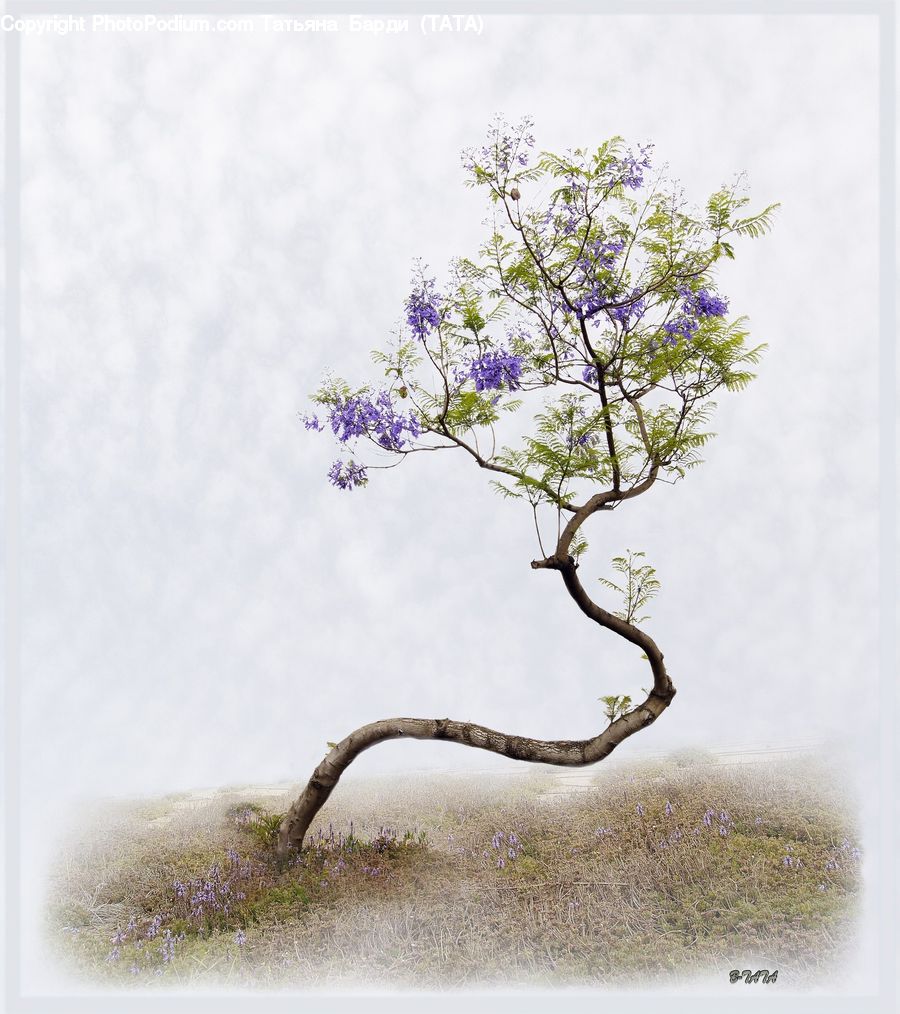 Bonsai, Plant, Potted Plant, Tree, Bush, Vegetation, Rattlesnake