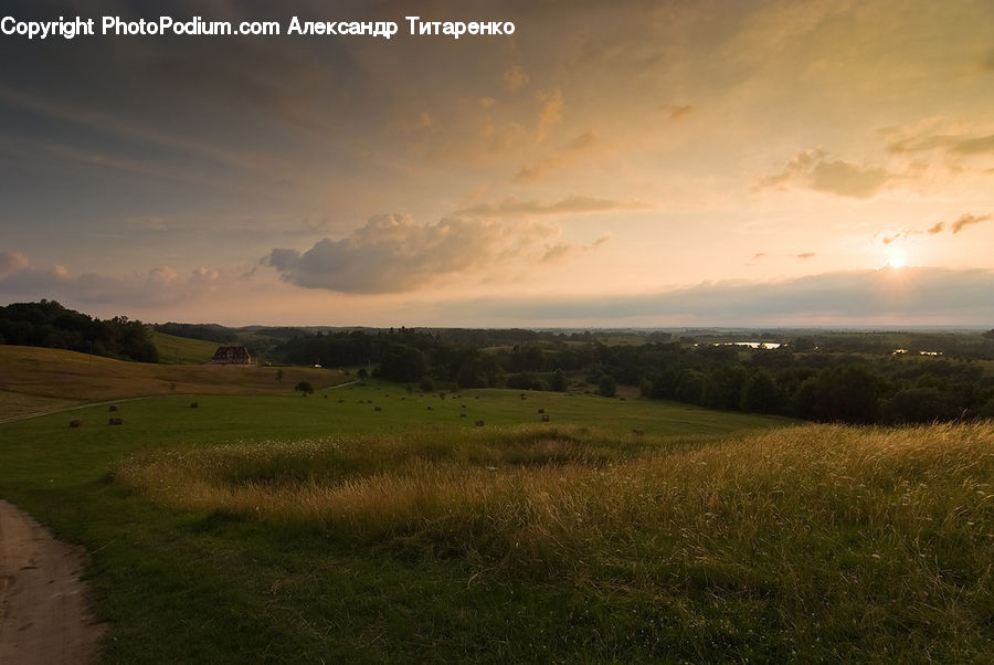 Field, Grass, Grassland, Land, Outdoors, Dirt Road, Gravel
