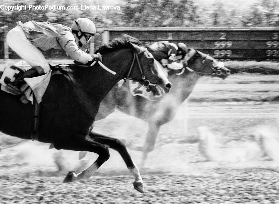 People, Person, Human, Animal, Horse, Mammal, Blanket