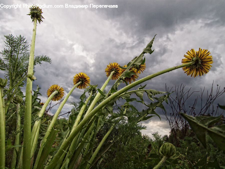 Dandelion, Flower, Plant, Forest, Jungle, Rainforest, Vegetation