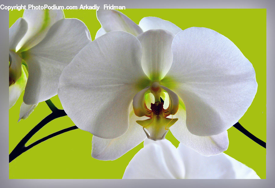 Blossom, Flora, Flower, Orchid, Plant, Geranium, Gladiolus