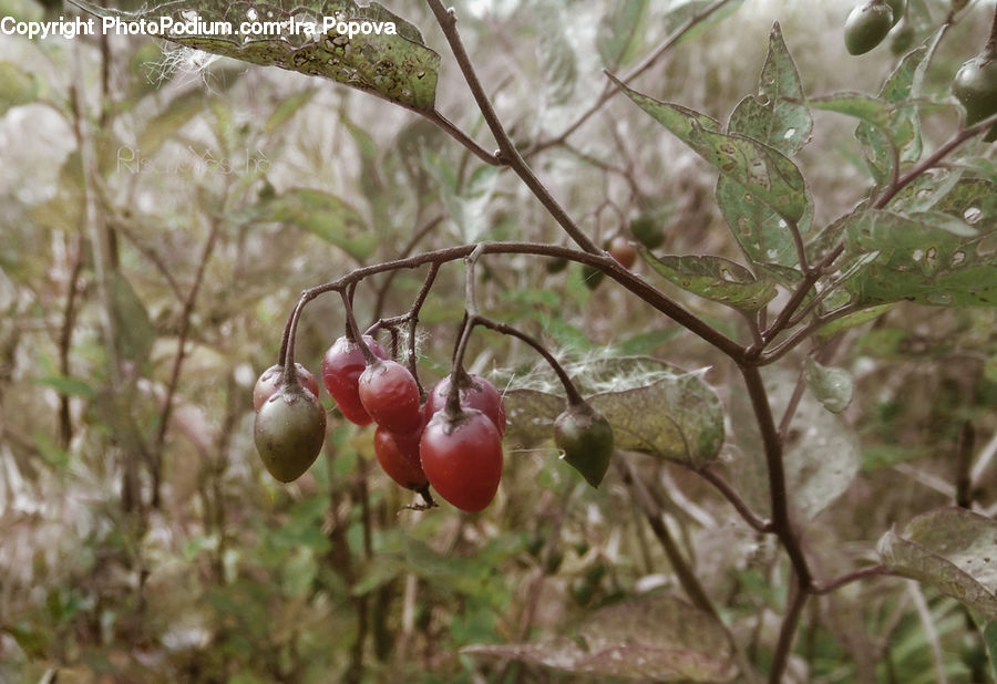 Cherry, Fruit, Produce, Tomato, Vegetable, Blossom, Flora