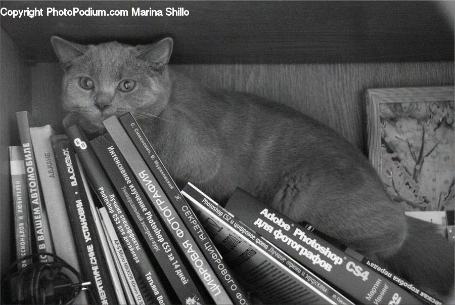Abyssinian, Animal, Cat, Mammal, Pet