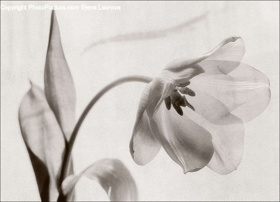 People, Person, Human, Blossom, Daffodil, Flora, Flower