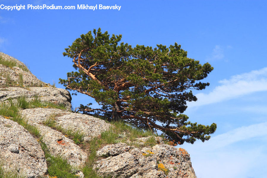 Conifer, Fir, Plant, Tree, Pine, Spruce, Larch