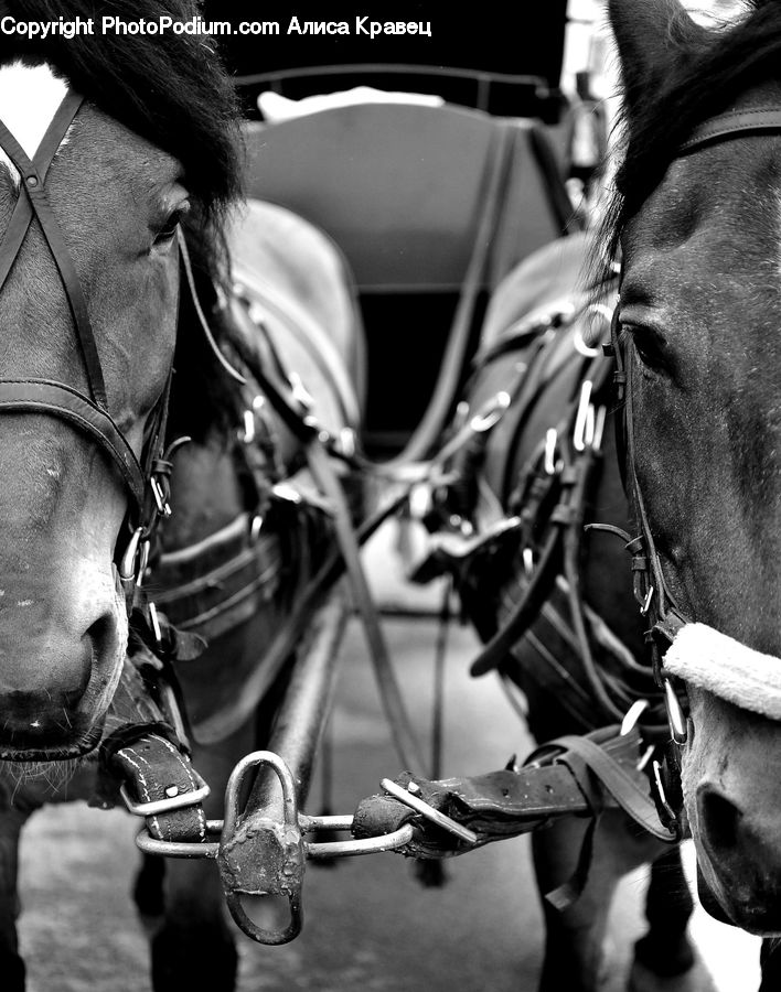 People, Person, Human, Animal, Horse, Mammal, Portrait
