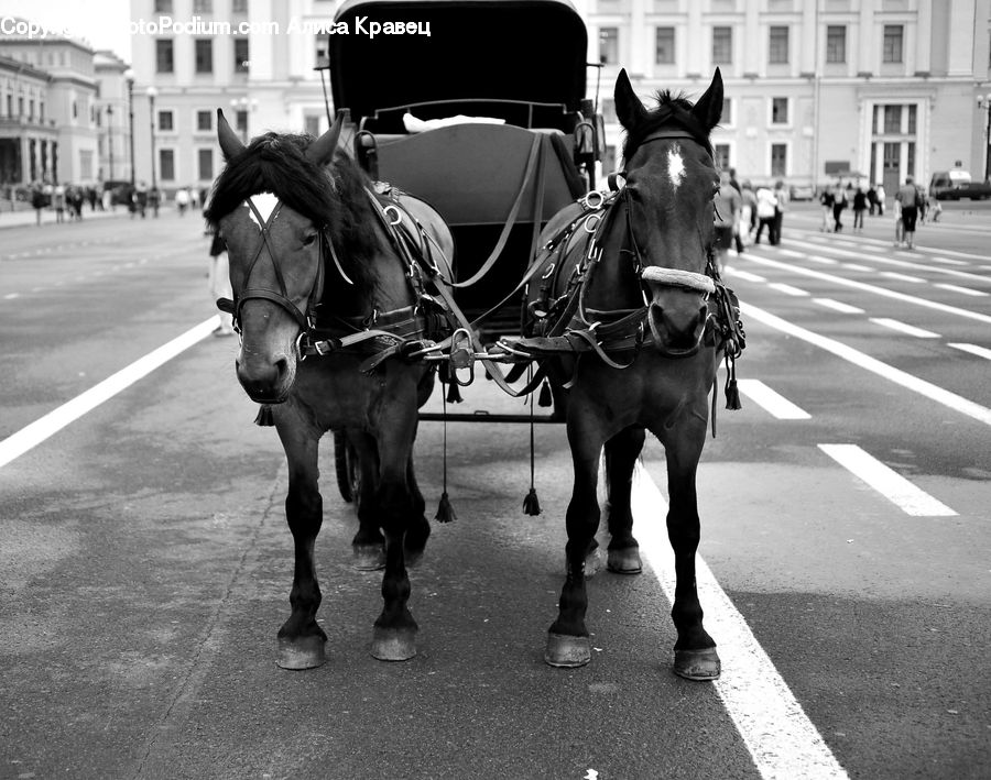 Animal, Horse, Mammal, Carriage, Horse Cart, Vehicle, Carnival