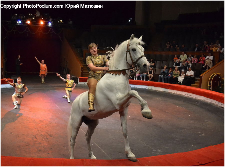 Animal, Horse, Mammal, People, Person, Human, Andalusian Horse