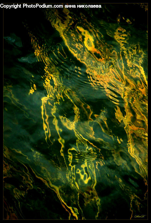 Algae