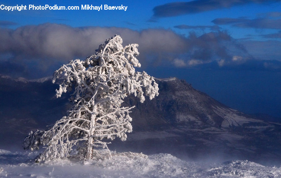 Eruption, Volcano, Conifer, Fir, Plant, Tree