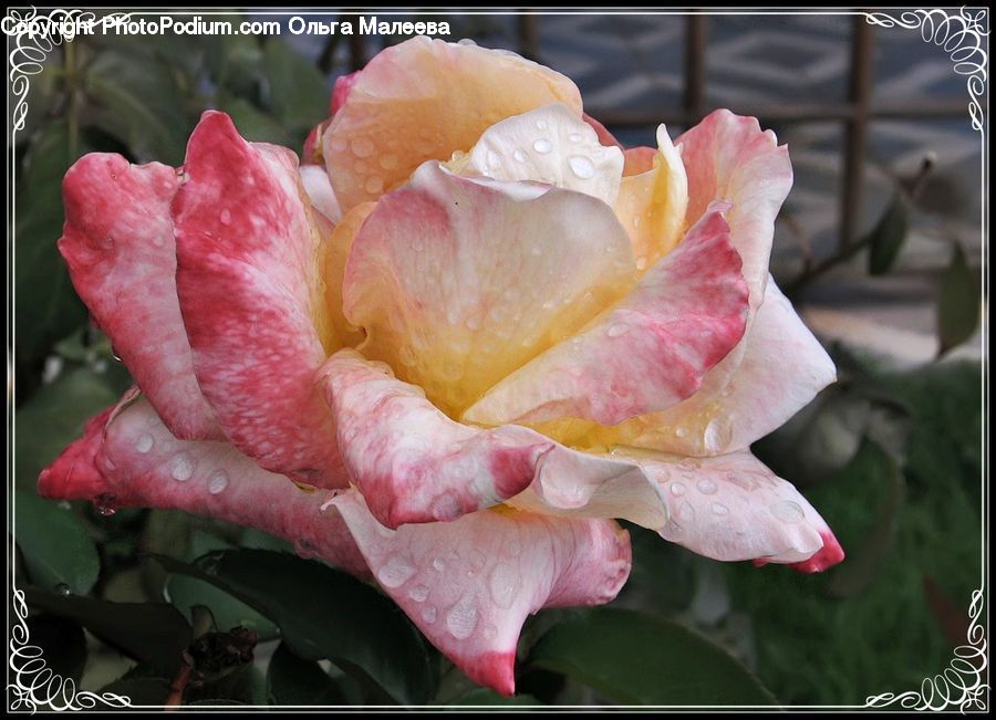 Blossom, Flower, Plant, Rose, Flora, Gladiolus, Carnation
