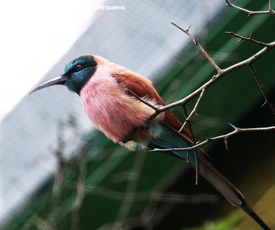 Bee Eater, Bird