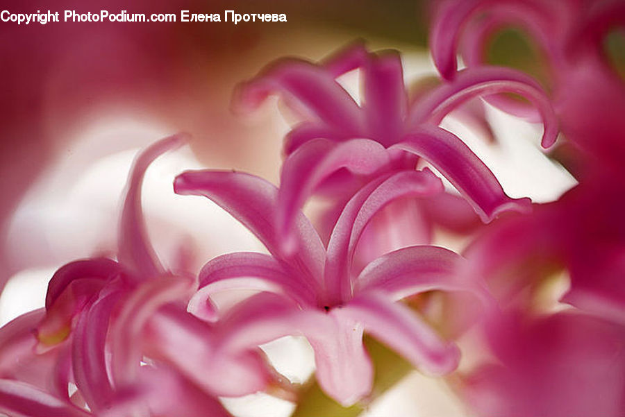 Blossom, Flora, Flower, Plant, Dahlia, Geranium, Carnation
