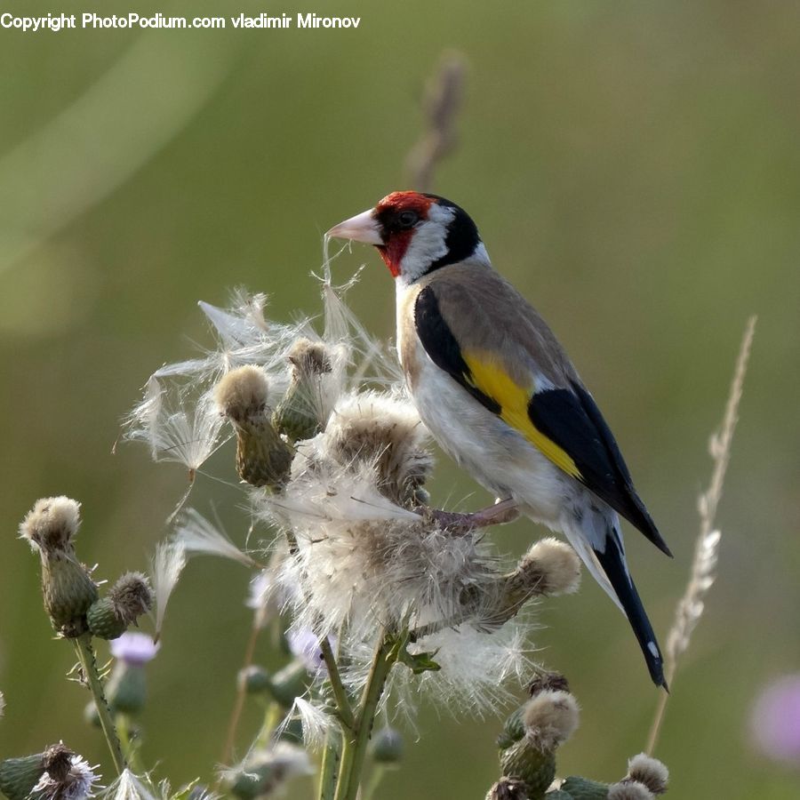 Bird, Finch, Head, Portrait, Flora, Flower, Plant