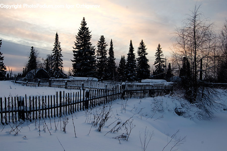 Conifer, Fir, Pine, Spruce, Wood, Plant, Tree