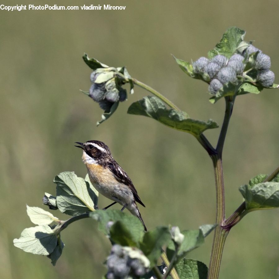 Bird, Wren, Plant, Swallow, Herbs, Mint, Bud