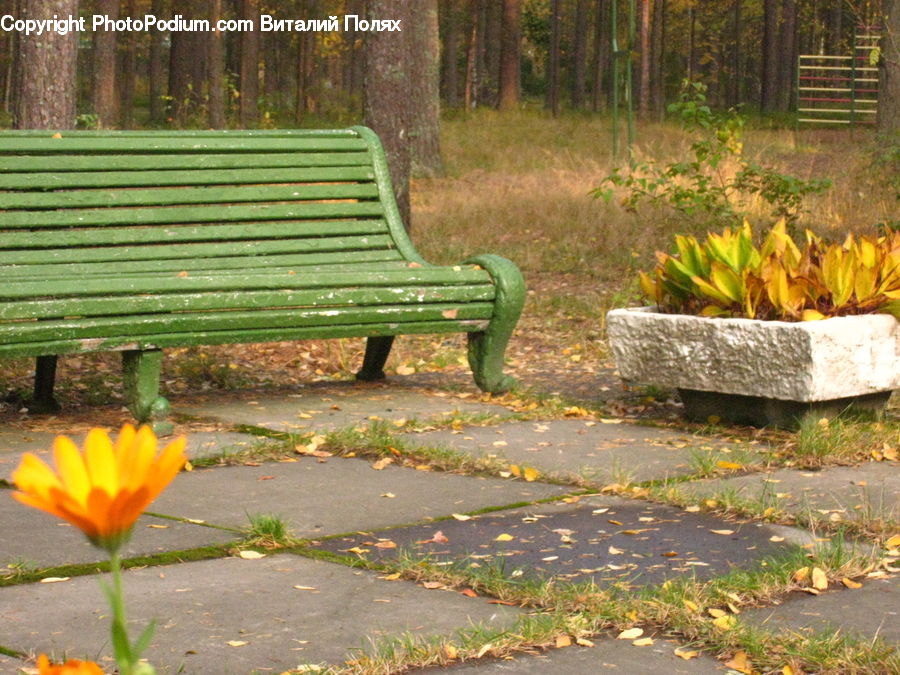 Park Bench, Bench, Asteraceae, Blossom, Flora, Flower, Plant