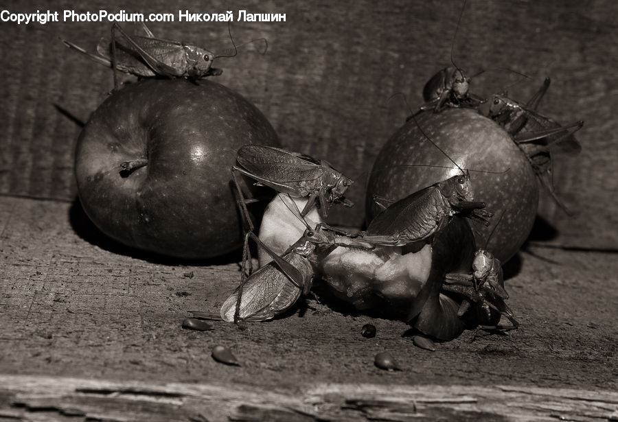 Apple, Fruit, Dung Beetle, Insect, Invertebrate