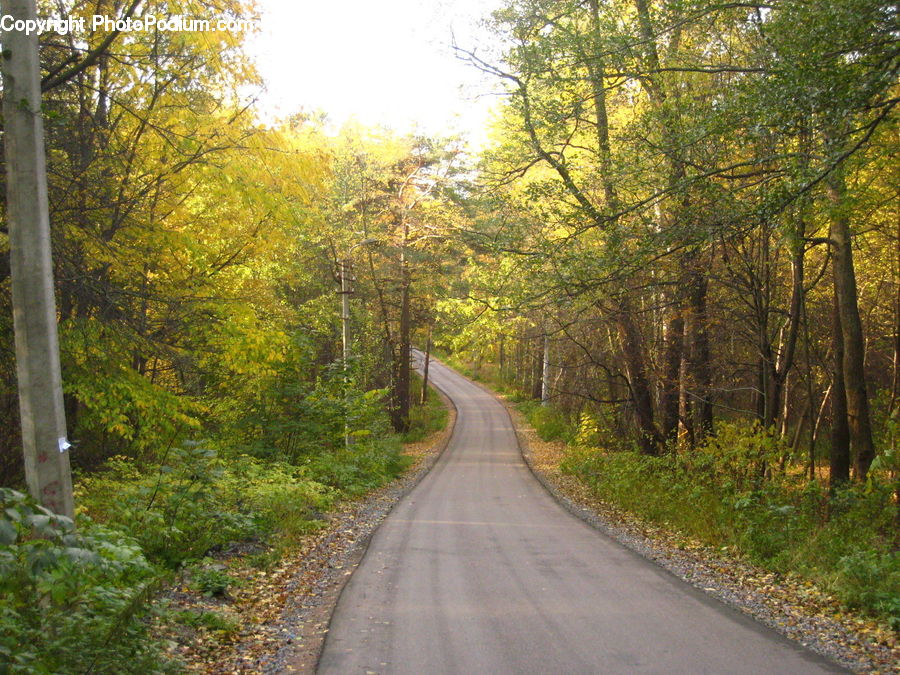 Dirt Road, Gravel, Road, Path, Walkway, Forest, Vegetation